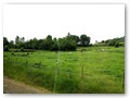 Busfahrt nach Honfleur
Die saftig grünen Weidewiesen mit Kühen