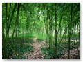 Der Seerosenteich-Garten
Der Bambuswald