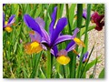 Im Blumengarten
Iris