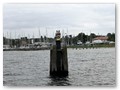 Hafenrundfahrt
Duckdalben mit Schwedenkopf