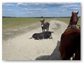 In Bakodpuszta - Kutschfahrt
Die Esel liegen mitten auf dem Weg