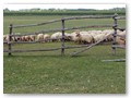 In Bakodpusztaa - Kutschfahrt
Eine Herde Zackelschafe