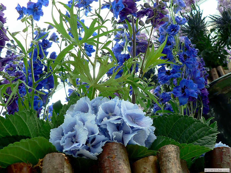 Eine blaue Pracht im Blumenhaus Villa Flora