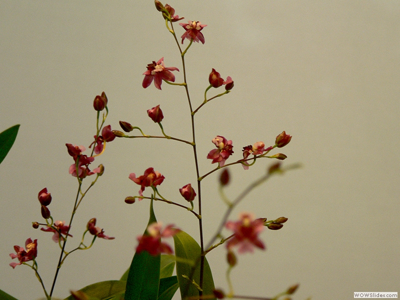 Orchideen, diesmal ganz kleine
