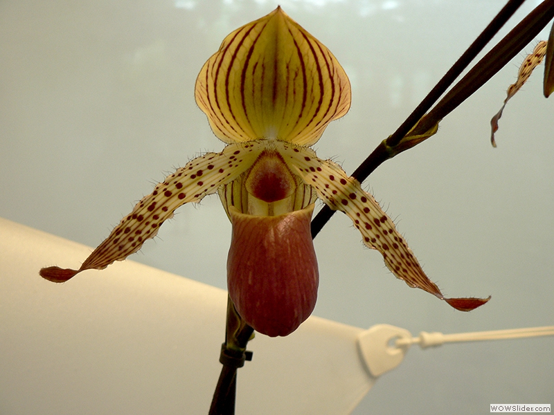 Orchidee, hier eine große