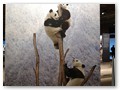 Bild: Kletterkünstler des Hochgebirges
Drei junge Pandabären erproben ihre Kletterkünste an einem kahlen Baumstamm inmitten einer kargen Winterlandschaft
Copyright: Keren Su/getty images